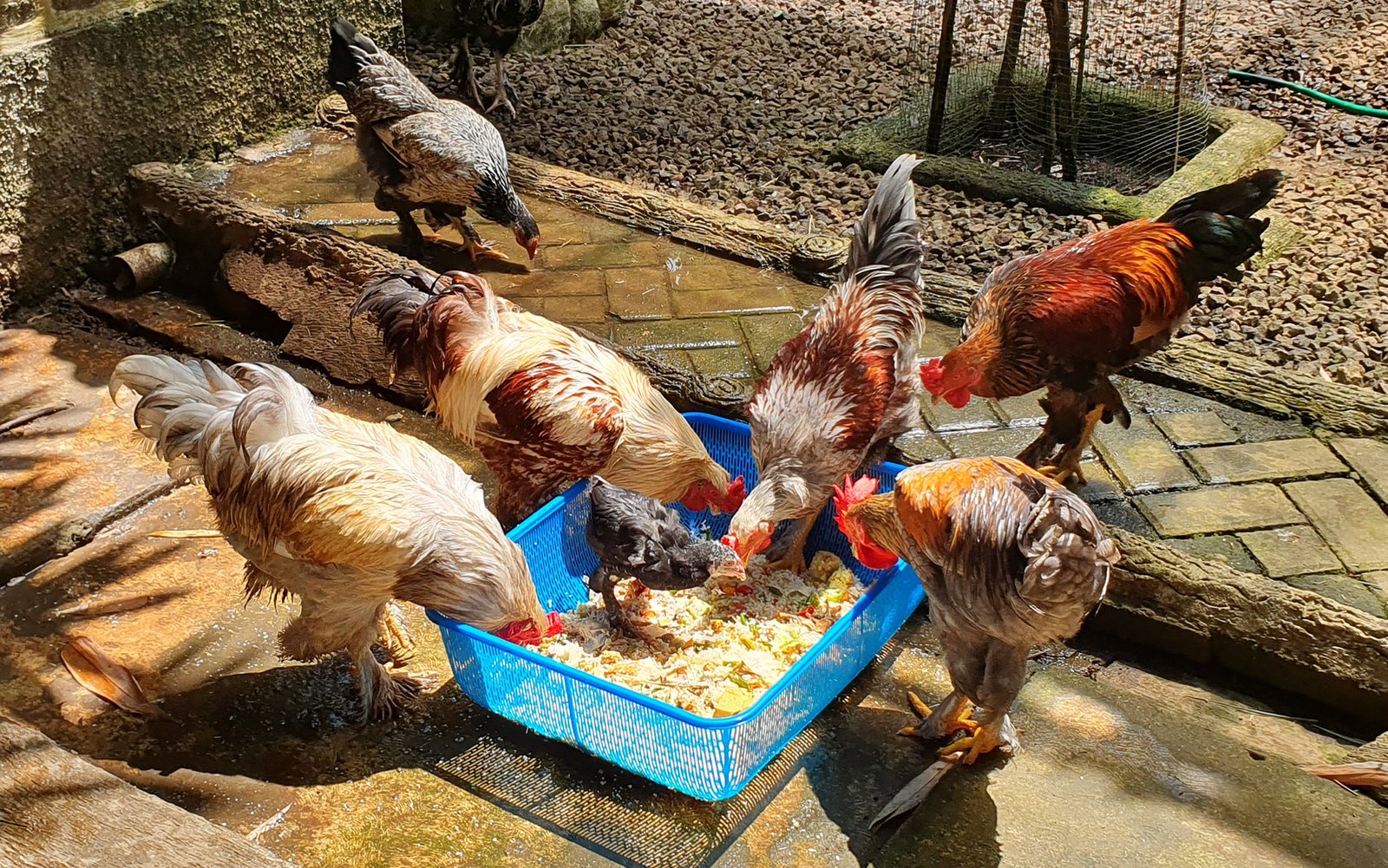 Mengenal Ayam Brahma &ldquo;Si Kaki Cutbray&rdquo;