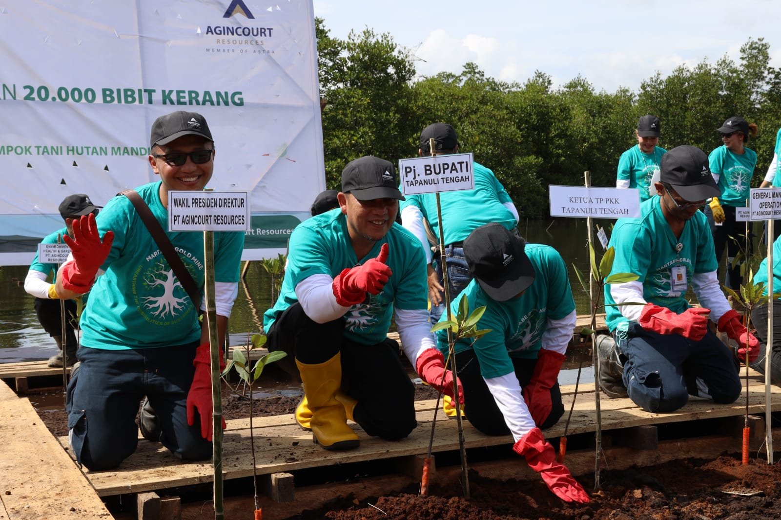 Ciptakan Hutan Bakau Lestari, Agincourt Resources Tanam 30 Ribu Bibit Mangrove