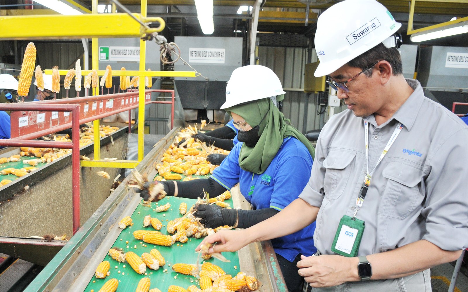 Penyediaan Benih Jagung Unggul Syngenta Seed Indonesia