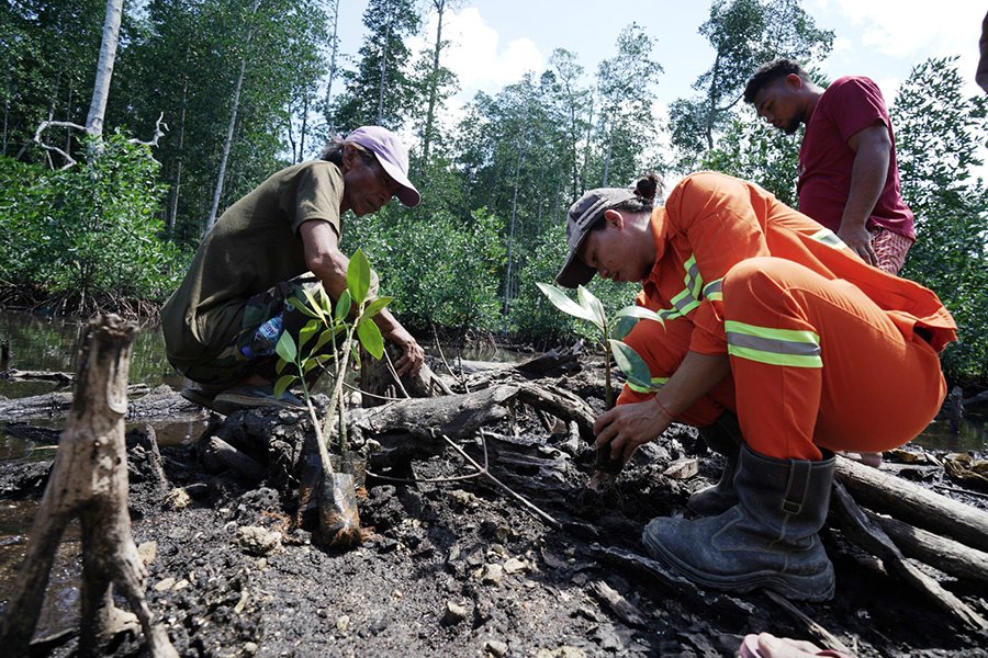 Indonesia Weda Bay Industrial Park&nbsp;Tanam Satu Juta Mangrove
