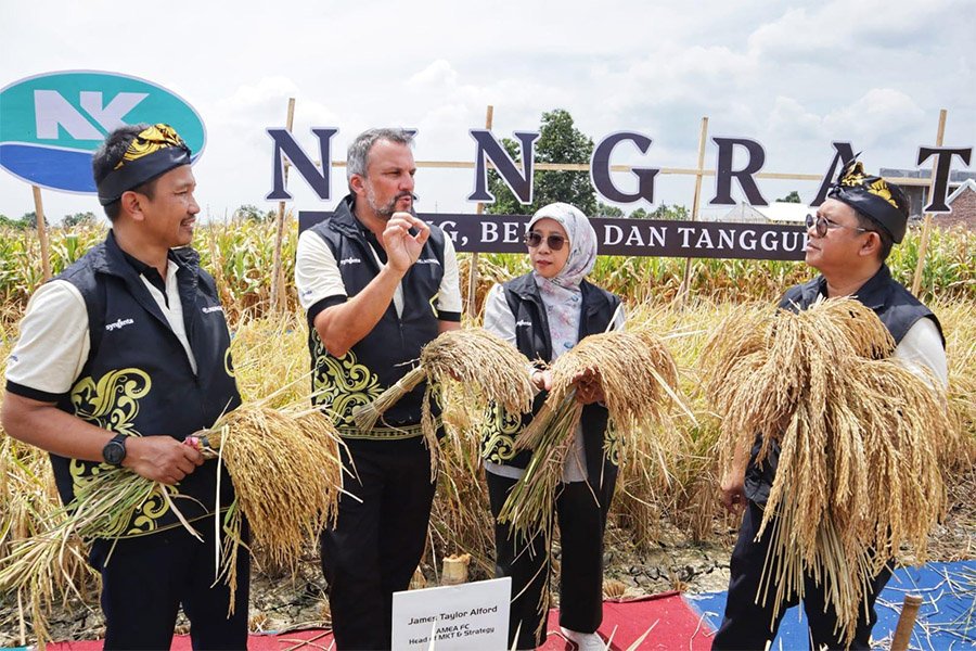 Syngenta Panen Padi Hibrida NINGRAT NK 2133