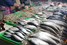 Kementerian KKP Proyeksikan Produksi Ikan Nasional 10,57 Juta Ton
