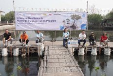 Dukung Pulihkan Ekosistem Pesisir, MUFG Indonesia Tanam 1.000 Mangrove