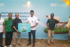 BSI Distribusikan Lebih dari 24 Ribu Hewan Kurban, Naik 57% Dari Tahun Lalu